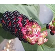 Phytolacca americana C15 Boiron 4g