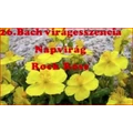Napvirág Bach virágesszencia a pánik virága