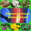 Fájdalomcsillapító gyógynövények