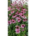 Echinacea- bíbor kasvirág-immunerősítő