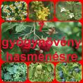 7 gyógynövény hasmenésre
