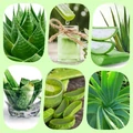 Aloe égés, rovarcsípés, horzsolás
